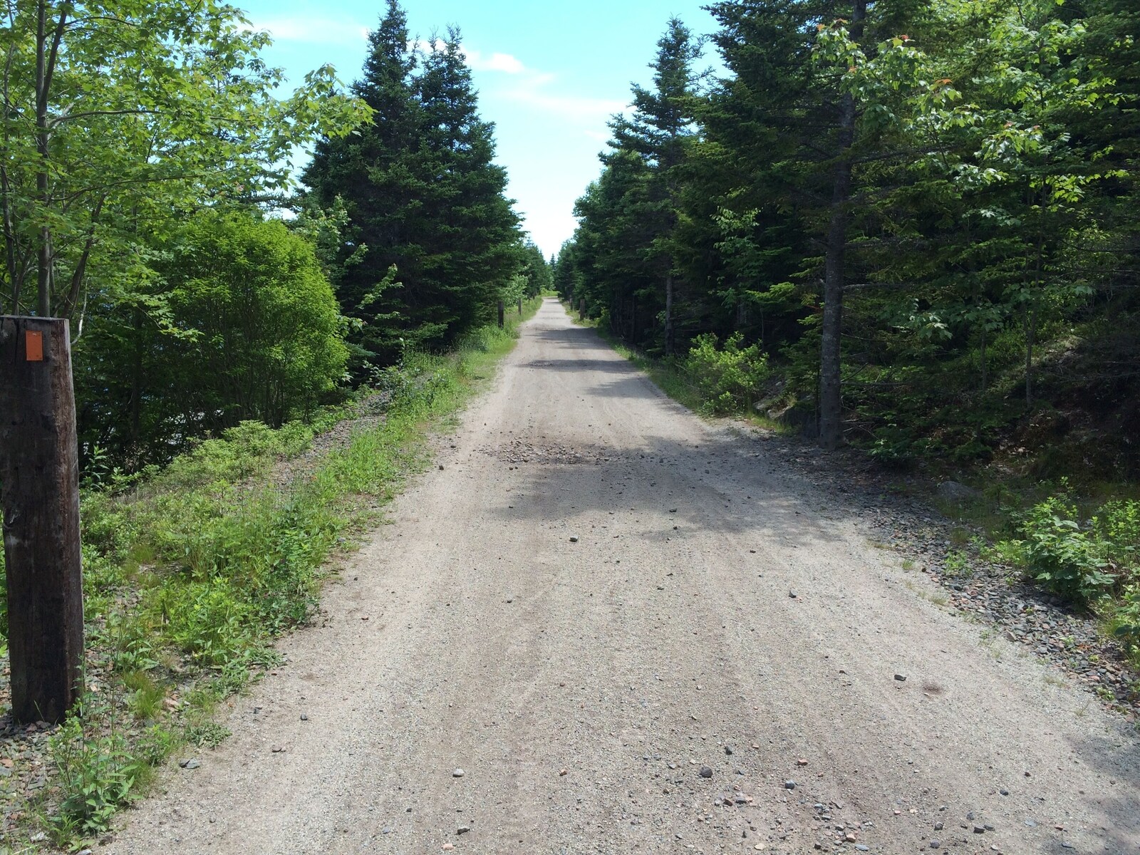 Tree-lined rail trail for hiking and cycling